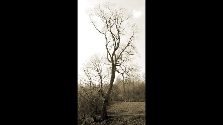 Arbre1_01